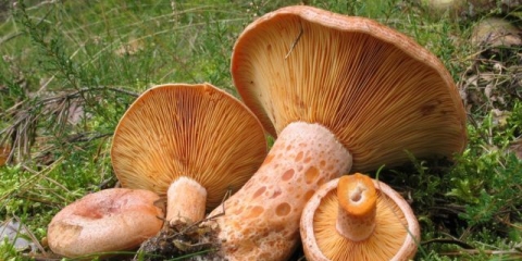 Pečurke pečurke: fotografija i opis, vrste, kako prepoznati